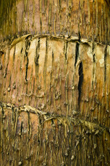 Kora egzotycznego drzewa palmy z r&oacute;wnika