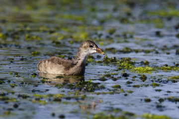 Moorhen (Gallinula chloropus)