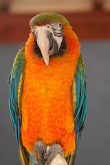 macaw 7064