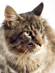 Obraz premium maine coon cat