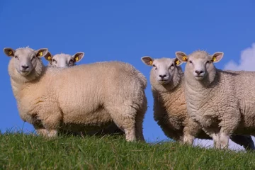 Fotobehang Schafe auf dem Deich © lochstampfer