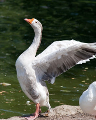 Goose on the shore