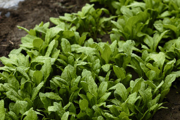 spinach