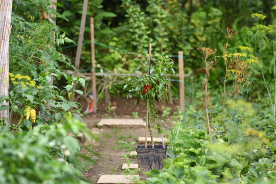 Obst- und Gem&uuml;segarten