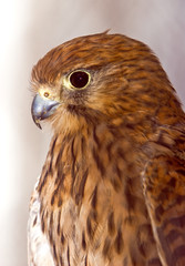 Kestrel posing