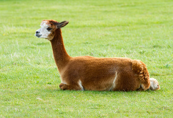 Alpaca brown lying in a field