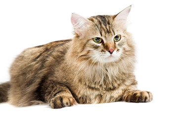 siberian cat