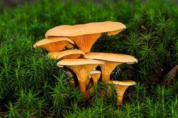 Velvet foot (Enoki) in moss