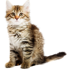 Siberian kitten
