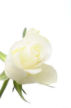 White rose isolated