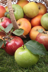 fresh apple and wicker basket
