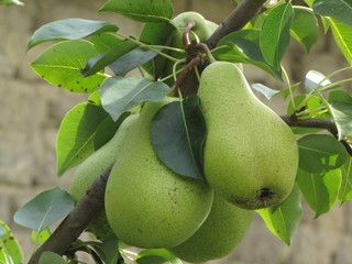 green pears