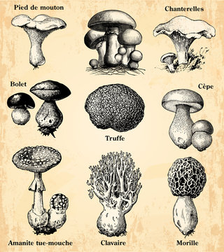 Les Champignons