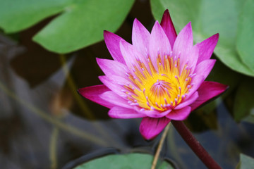 Pink Orchid © emanuela carratoni