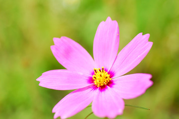 Obraz premium コスモス