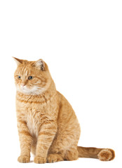 Obraz premium ginger cat isolated