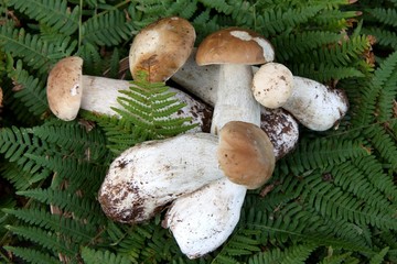 r&eacute;colte de c&egrave;pes de bordeaux sur un lit de foug&egrave;res