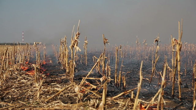 Corn Field on Fire