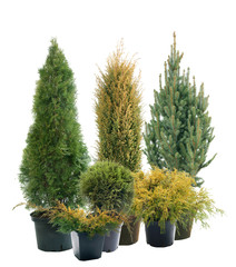 Conifers in containers - obrazy, fototapety, plakaty