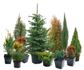 Conifers in containers - obrazy, fototapety, plakaty