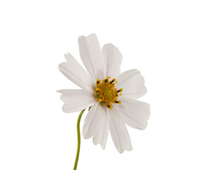 Fototapeta premium white cosmea flower