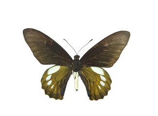 Obraz na płótnie Canvas Beautiful Butterfly