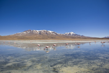 Berglandschaft in Südamerika mit Flamingos
