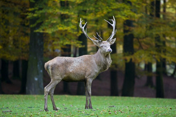 Hirsch auf Wiese vor Wald