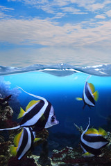 Group of fishes (Moorish idol)