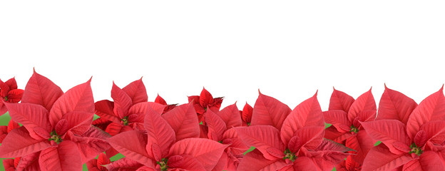 Red poinsettia, border
