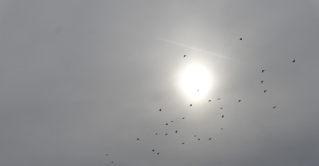 birds in front of sun