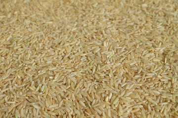 Brown rice seeds
