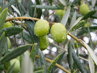 Olive verdi dopo un temporale