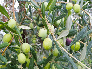 Olive verdi dopo un temporale