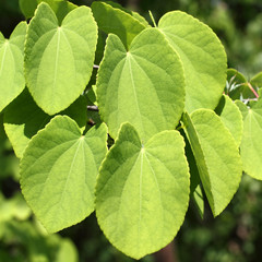 Blätter des Japanischen Kuchenbaums, Cercidiphyllum japonicum