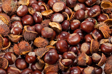 ripe chestnuts
