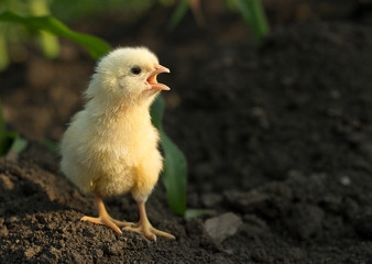 Angry little chicken shouting