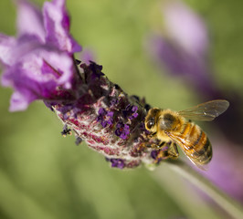 Honey Bee, Apis mellifera on lavender flower