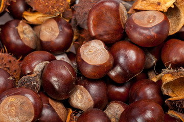 ripe chestnuts