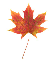 Obraz premium autumn maple leaf
