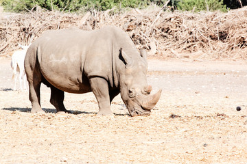 Obraz premium rhino in the wild