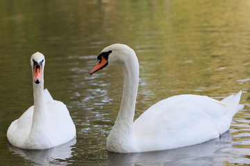 Schw&auml;ne-24266b1