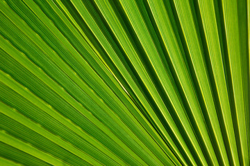 Macro fragment of a fresh green palm leaf