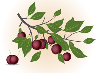Red plum branch