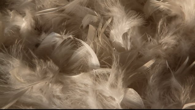plume