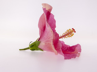 Hibiskus - einzelne Bl&uuml;te