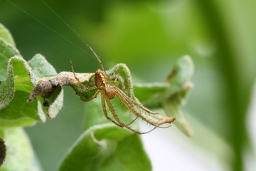 Spinne hängt an Faden