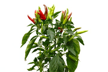 Aufrecht wachsende Chili - Capsicum Annuum