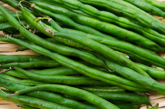 5 Best ドジョウインゲン Images, Stock Photos & Vectors | Adobe Stock