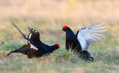 Fighting  Black Grouses